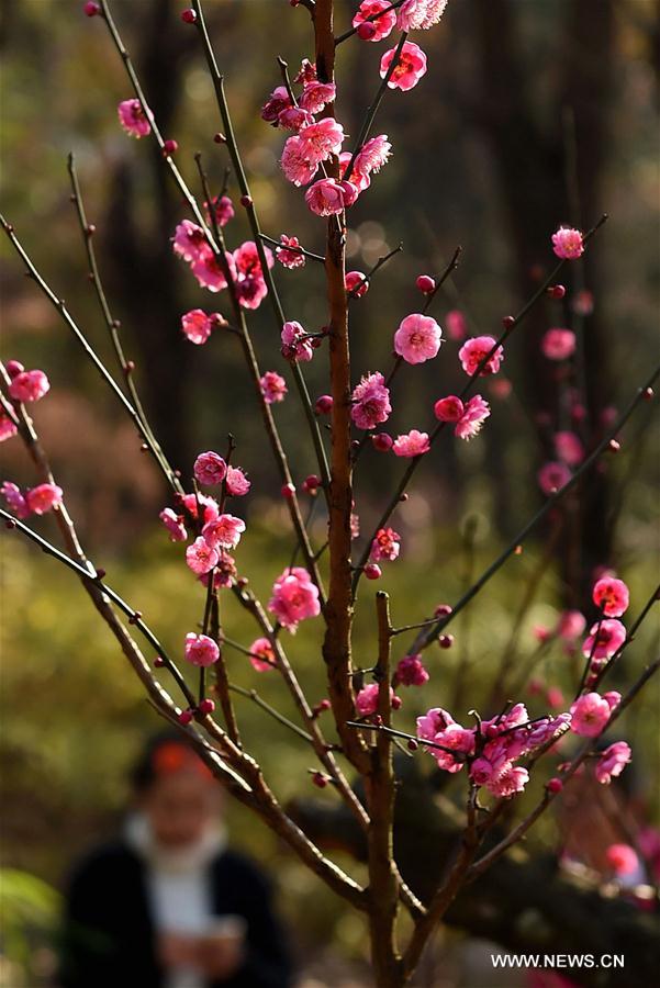 CHINA-YUNNAN-PLUM BLOSSOMS (CN)