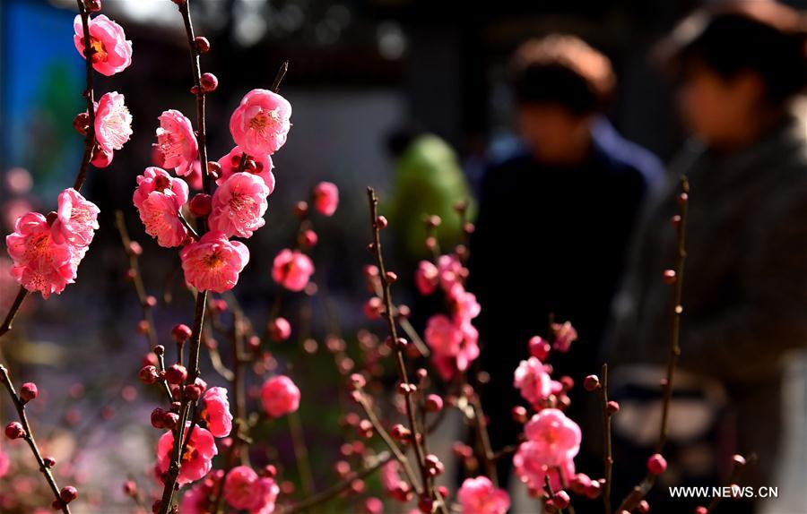 CHINA-YUNNAN-PLUM BLOSSOMS (CN)