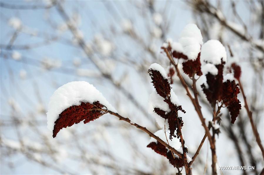 UZBEKISTAN-TASHKENT-SNOW VIEW