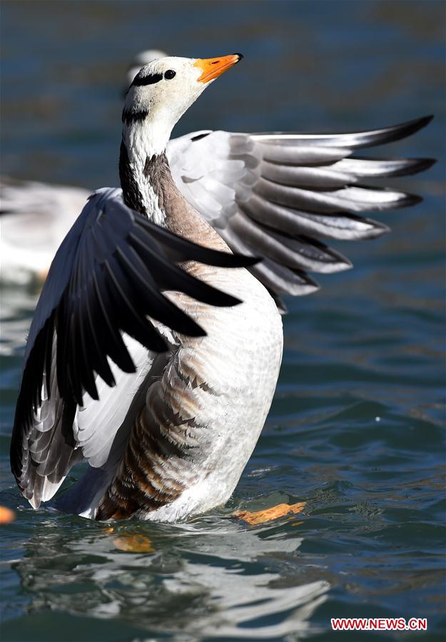 CHINA-TIBET-LHASA-MIGRATORY BIRDS (CN) 