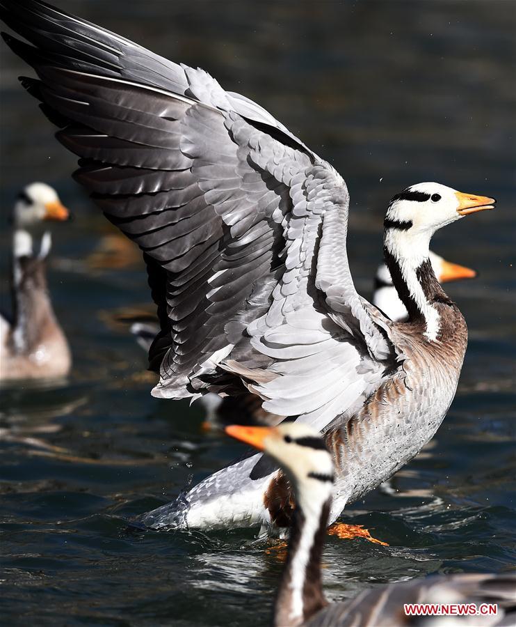 CHINA-TIBET-LHASA-MIGRATORY BIRDS (CN) 