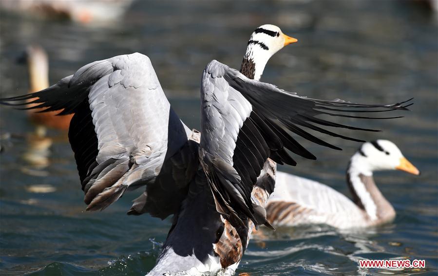 CHINA-TIBET-LHASA-MIGRATORY BIRDS (CN) 