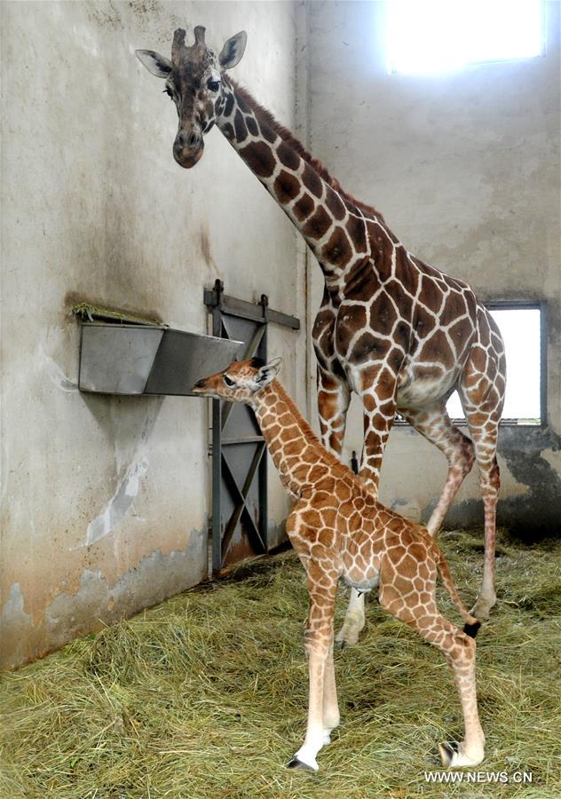 #（晚报）（1）苏州动物园喜添长颈鹿宝宝
