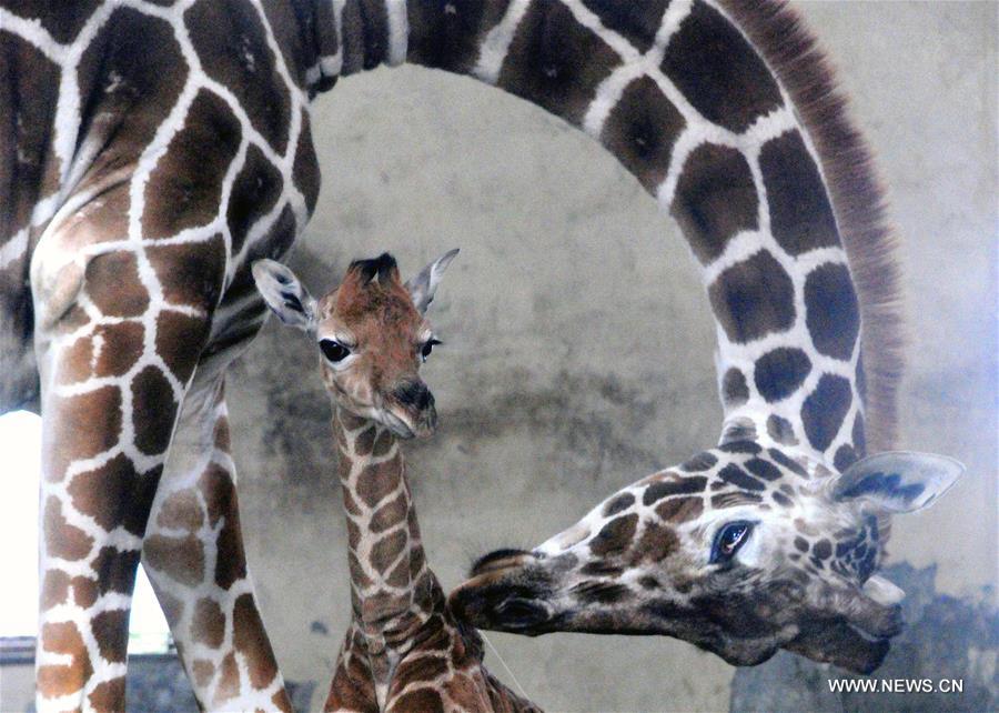 #（请以此署名为准）（晚报）（2）苏州动物园喜添长颈鹿宝宝