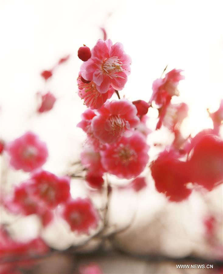 #CHINA-JIANGSU-TAIZHOU-PLUM FLOWERS(CN)