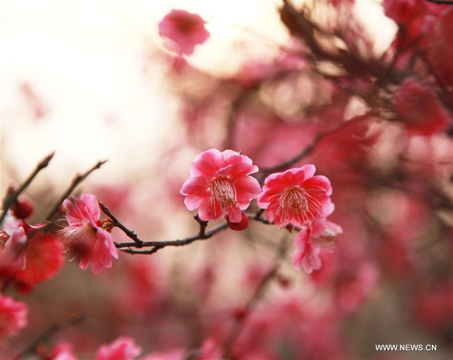 #CHINA-JIANGSU-TAIZHOU-PLUM FLOWERS(CN)