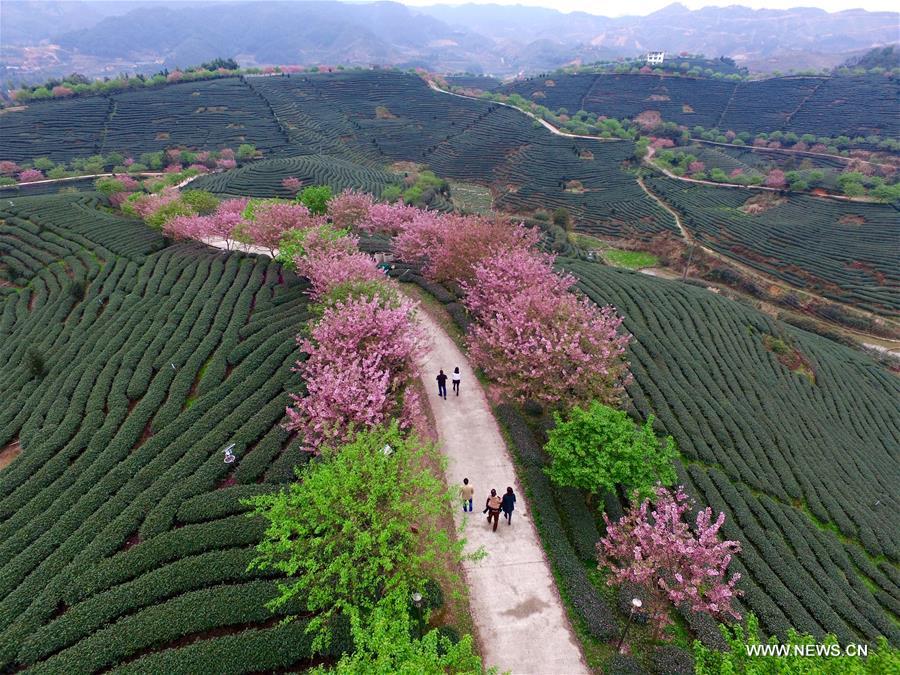 CHINA-FUJIAN-ZHANGPING-TEA GARDEN-CHERRY BLOSSOM (CN)