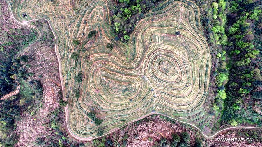 #CHINA-GUIZHOU-TEA GARDEN (CN)