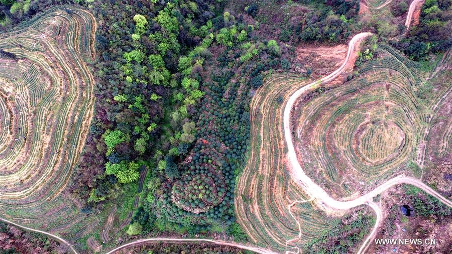 #CHINA-GUIZHOU-TEA GARDEN (CN)