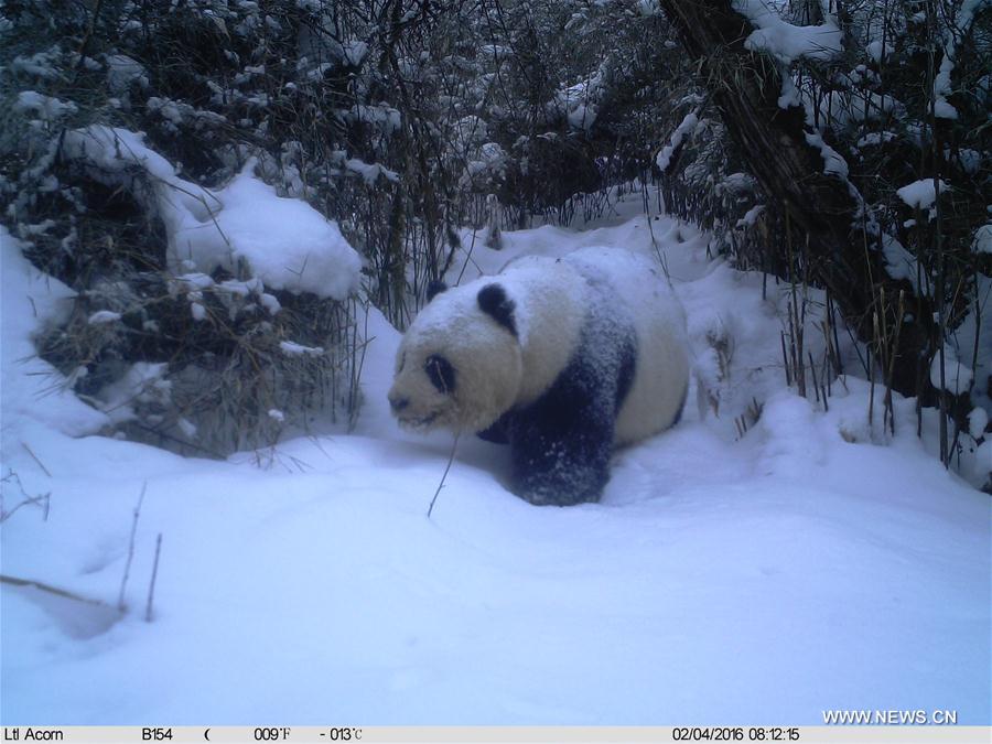 CHINA-GANSU-WILD GIANT PANDA (CN)