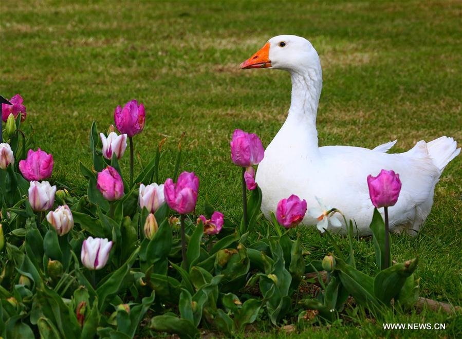 BELGIUM-BRUSSELS-FLORALIA 