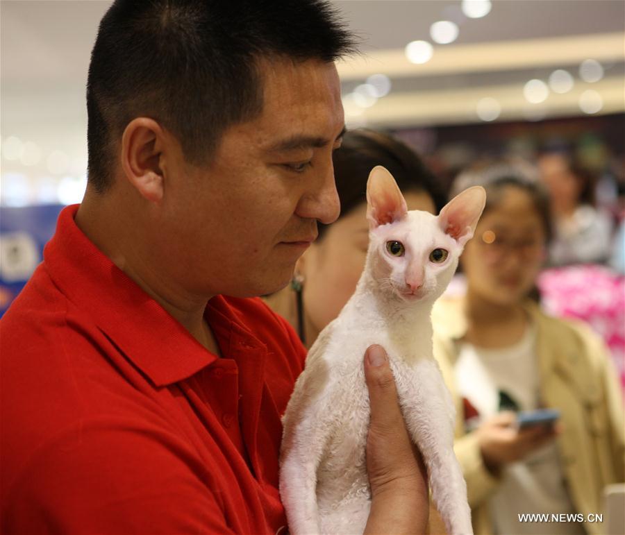 CHINA-LIAONING-WCF CAT SHOW (CN)