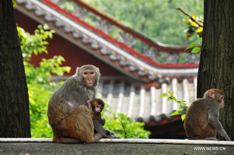 Macaques sauvages dans un parc de Guiyang