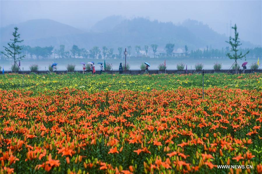 Цветение лилий в уезде Тунлу провинции Чжэцзян