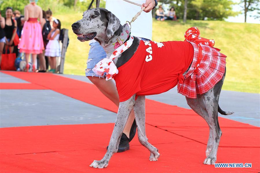 Показ модной собачьей одежды в Торонто