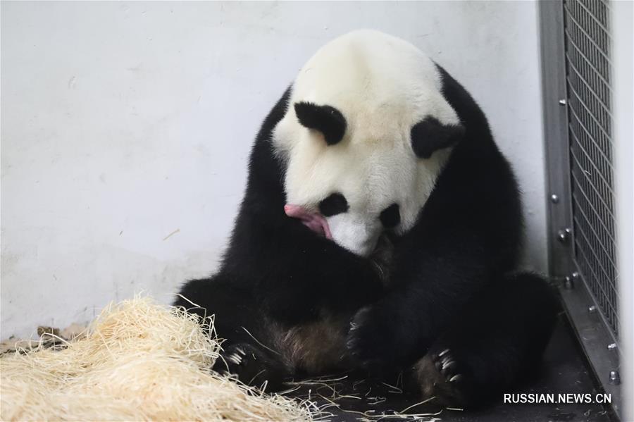 В Бельгии большая панда родила детеныша 