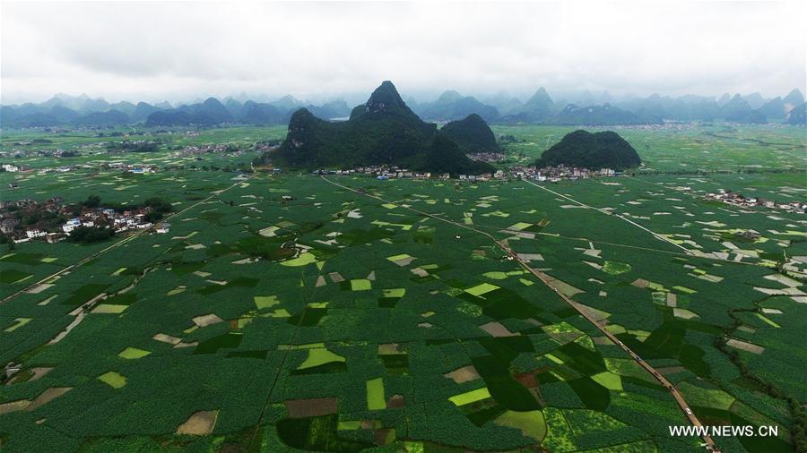 Лотосовые поля в Гуанси-Чжуанском АР