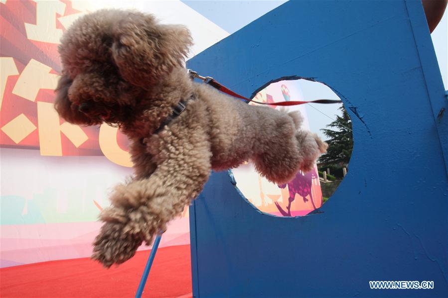 #CHINA-SHANDONG-DOG SHOW (CN)