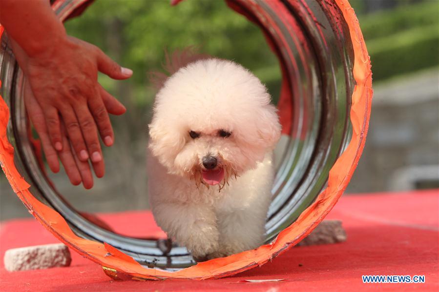 #CHINA-SHANDONG-DOG SHOW (CN)