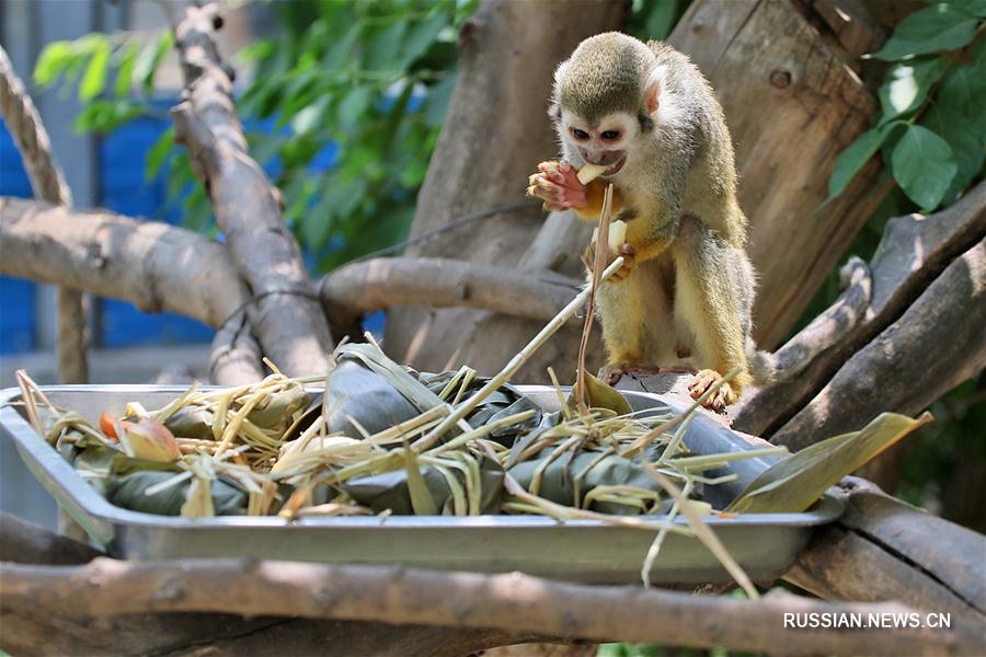 Праздничное угощение для обитателей яньтайского зоопарка