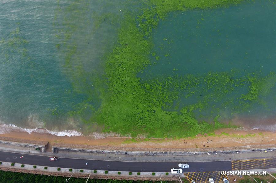 Нашествие зеленых водорослей в Циндао