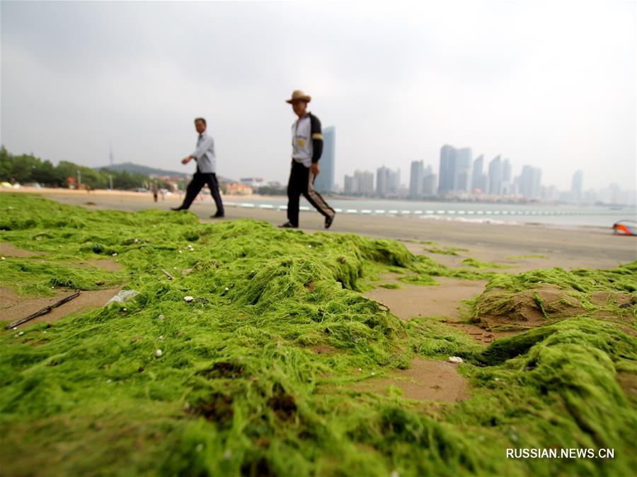 Нашествие зеленых водорослей в Циндао