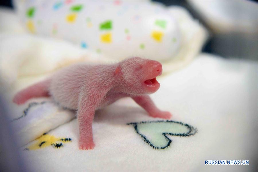 Оба новорожденных детеныша большой панды Синьсинь -- самцы