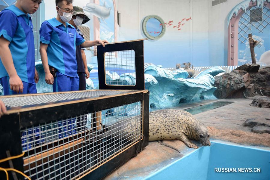 Шесть тюленей-новичков появились перед публикой в харбинском "Полярном мире"