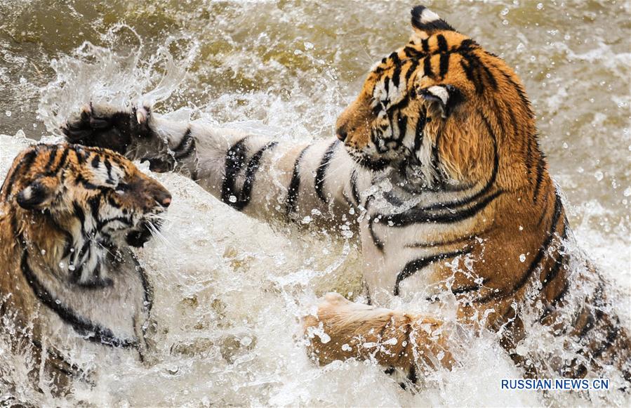 Уссурийские тигры резвятся в воде