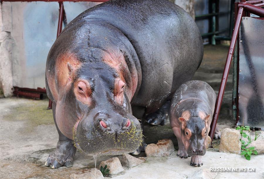 Детеныш бегемота впервые показался посетителям зоопарка в Циндао