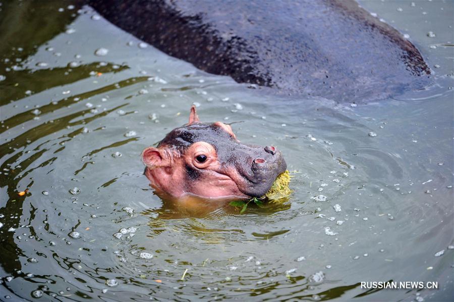Детеныш бегемота впервые показался посетителям зоопарка в Циндао