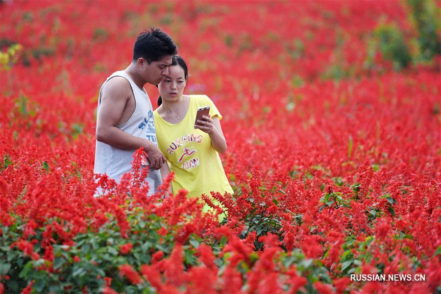 Палитра из живых цветов на окраине Пекина