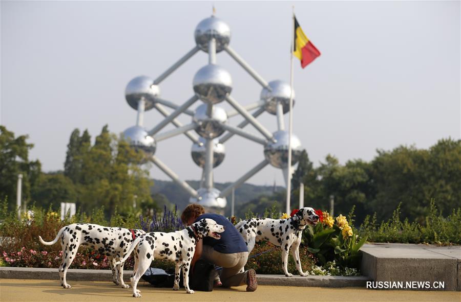 В Брюсселе открылась Европейская выставка собак-2016