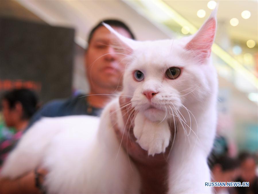 Выставка кошек в Чэнду
