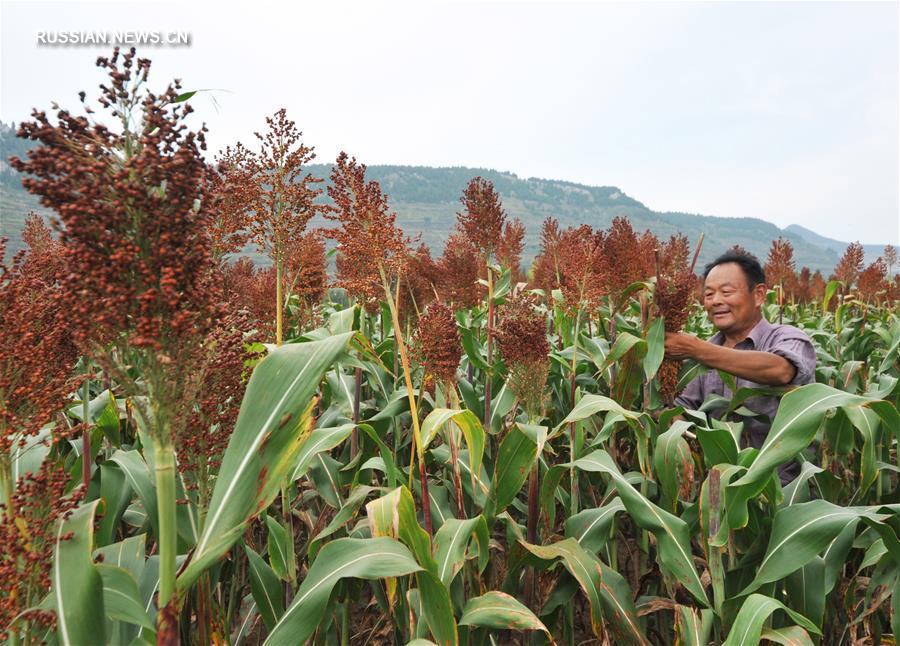 Осенние хлопоты фермеров в Китае