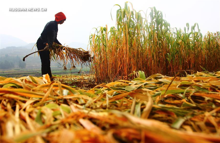 Осенние хлопоты фермеров в Китае