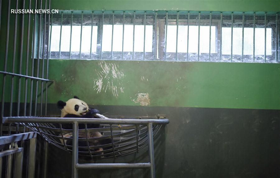 Будни базы адаптации больших панд в провинции Сычуань