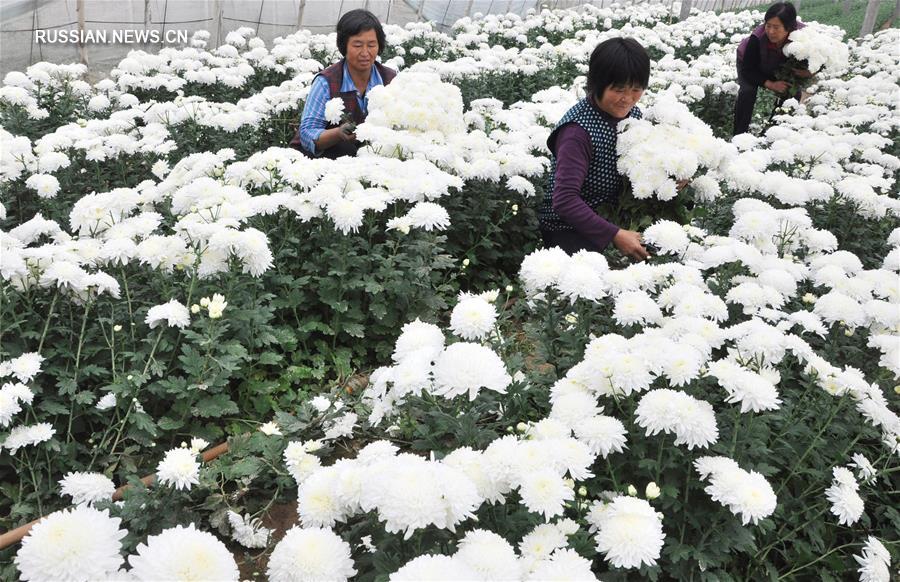 Осенние работы на полях в Китае