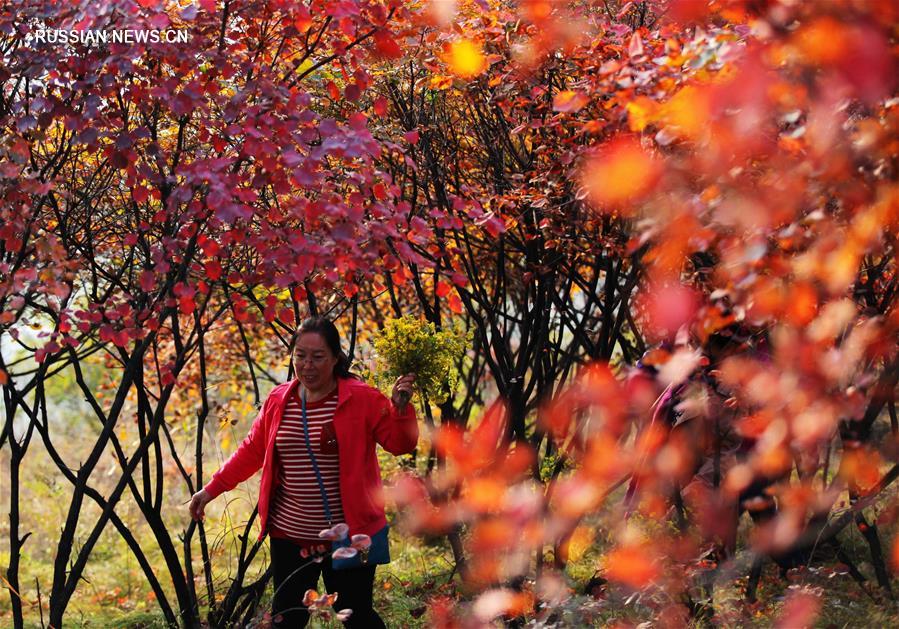 Золотая осень в парке Хухушуй