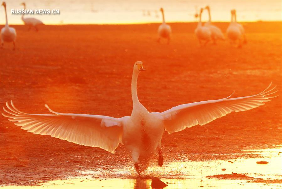 Лебеди-кликуны прилетели на зимовку в провинцию Шаньдун