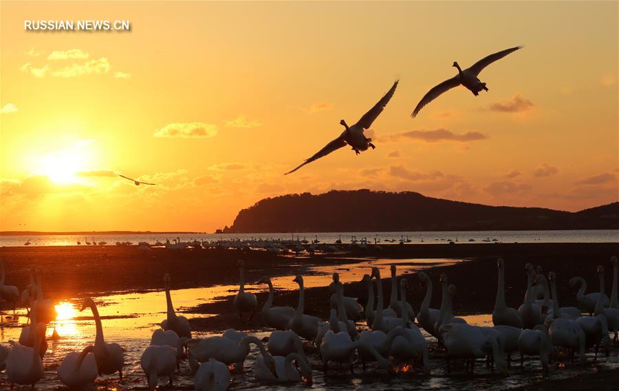 Лебеди-кликуны прилетели на зимовку в провинцию Шаньдун