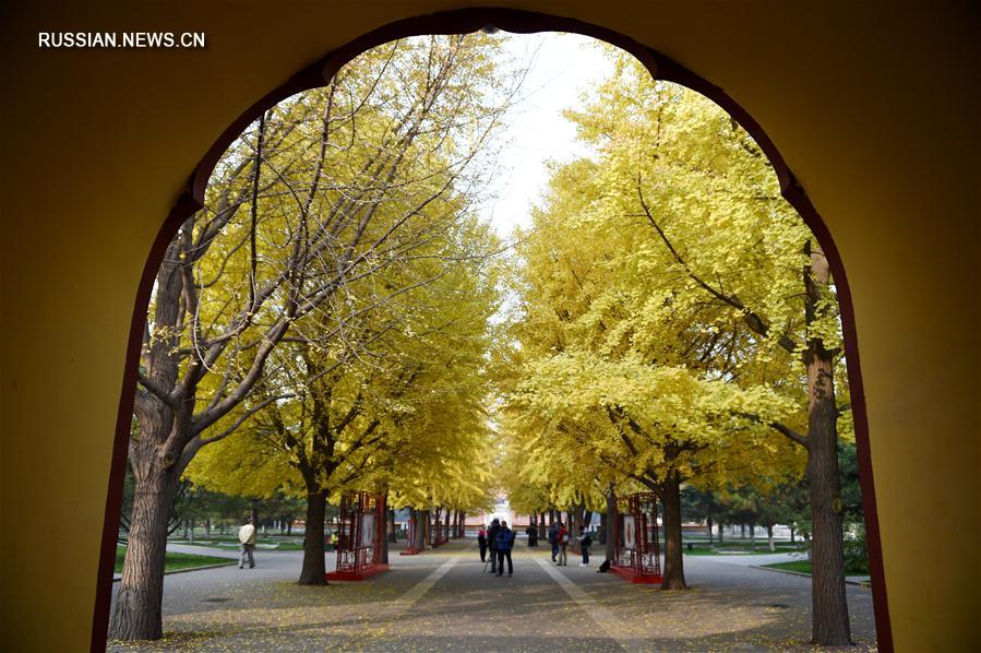 Желтые гинкго в пекинском парке Чжуншань