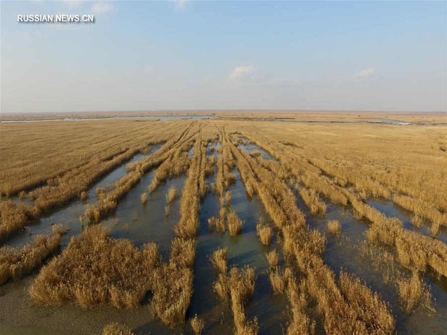 Заповедные болота под Тяньцзинем в ожидании зимы