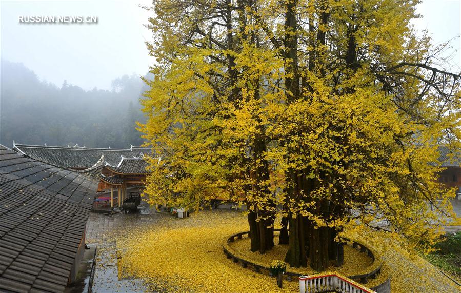 Золотые краски 1500-летнего дерева гинкго
