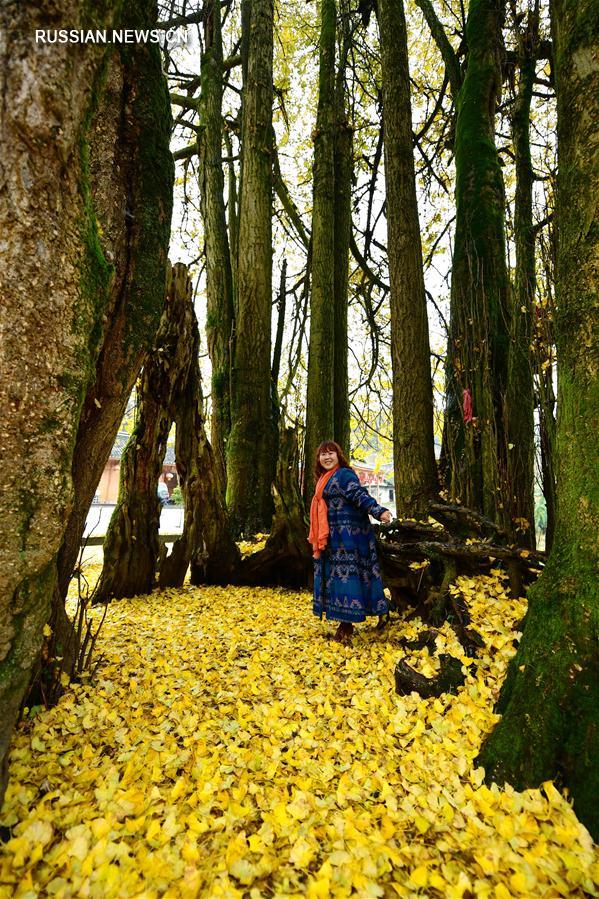 Золотые краски 1500-летнего дерева гинкго
