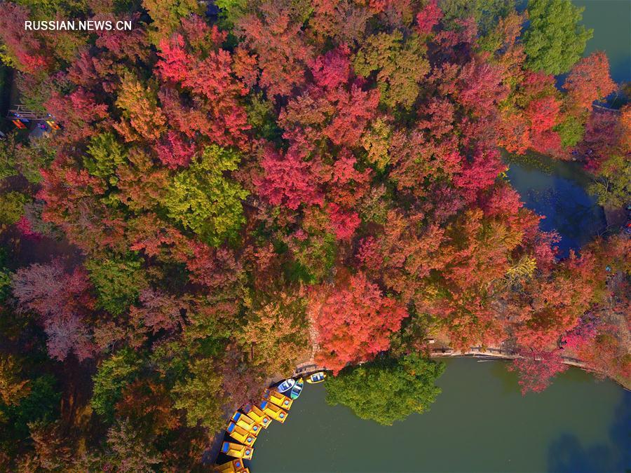 "Разноцветные" клены парка Тяньпиншань в Сучжоу