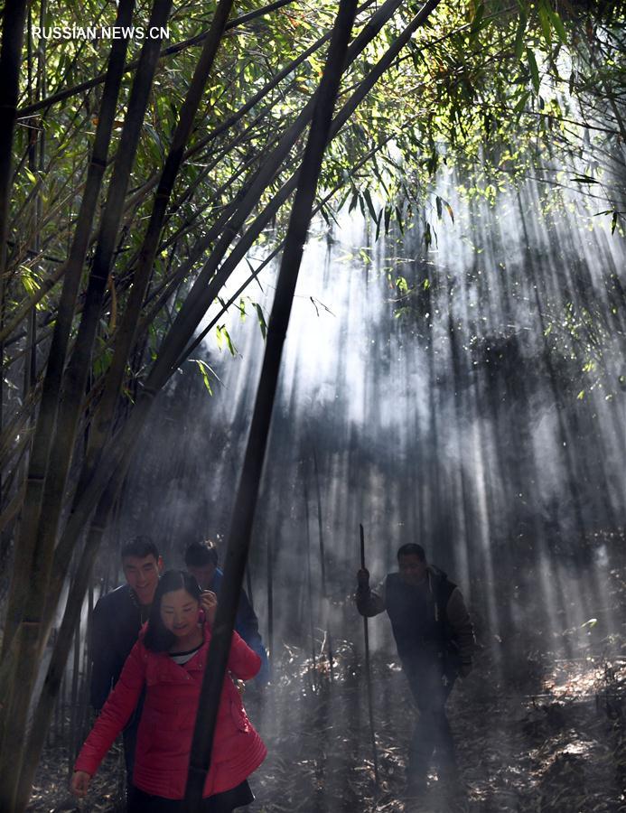 Реликтовый бамбуковый лес в горах Башань