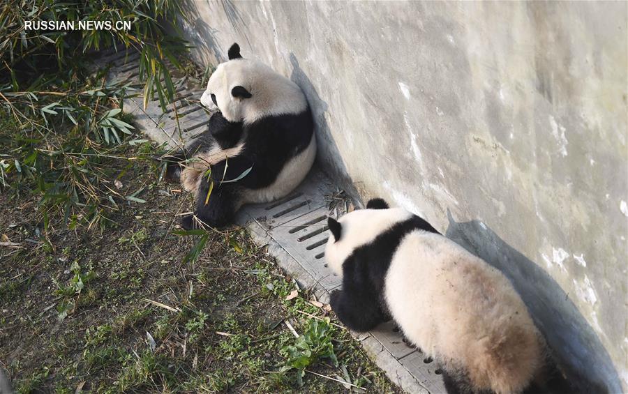 Вернувшиеся на родину панды-близнецы впервые появились на публике