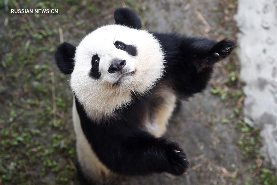 Вернувшиеся на родину панды-близнецы впервые появились на публике