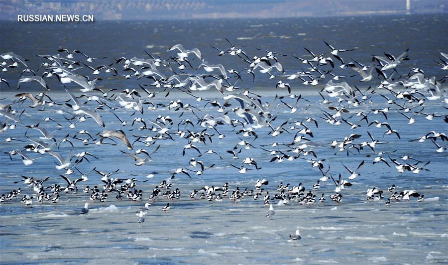 Птицы над льдами в Бохайском заливе